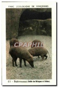 Image Vincennes Zoological Park babiroussas of swine Moluccan and Celebes