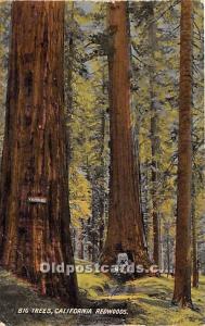 Big Trees California Redwood Forest, USA Logging, Timber Stain on back 