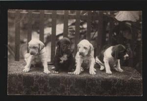 3078017 PUPPIES of ENGLISH BULLDOG vintage REAL PHOTO