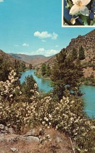 Vintage Postcard The Syringa Philadelphus Lewisii State Flower Idaho