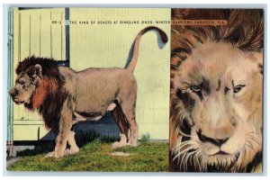 The King Of Beasts At Ringling Bros. Winter Quarters Sarasota FL Postcard 