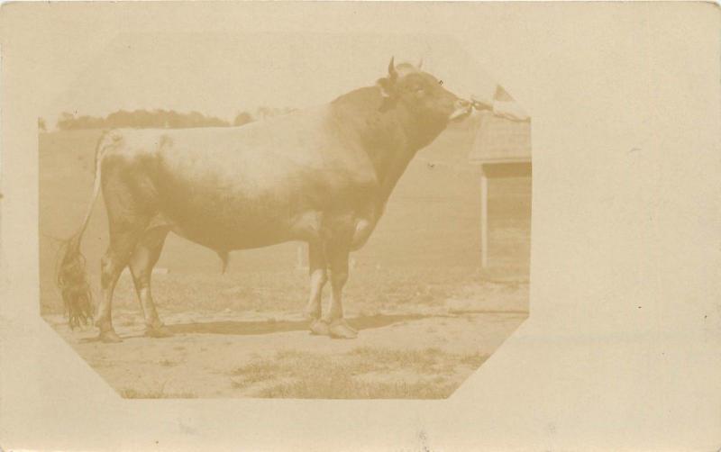 c1910 RPPC Postcard; Good Looking Bull, Profile, Cattle, Unknown US Location