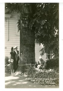 CA - Burbank. Paradox Hybrid Walnut Tree, 39th Year of Growth    *RPPC