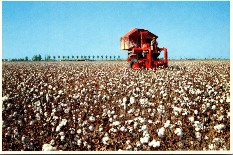 California San Joaquin Valley Mechanical Cotton Picker