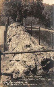 RPPC Queen of the Forest PETRIFIED FOREST Calistoga, CA c1910s Vintage Postcard