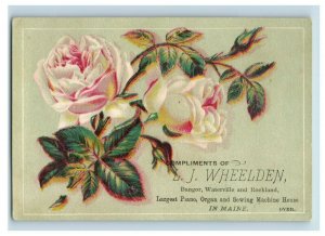 1880s L.J Wheelden Pianos Girl Dog Cat  Flowers Fab! Bangor, ME Lot Of 6 P205