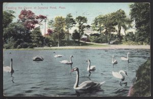 Massachusetts BOSTON Feeding the Swans at Jamaica Pond pm1907 Malden Station DB