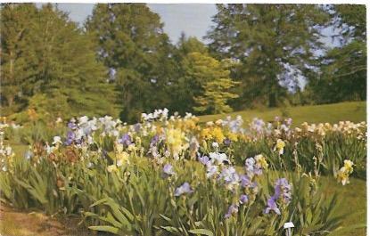 US Mansfield, Ohio.  Irises at Kingwood Center Garden.  Nice