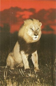 Animals. The Lion  Modern American photo  postcard. Size 15 x 10,5 cms