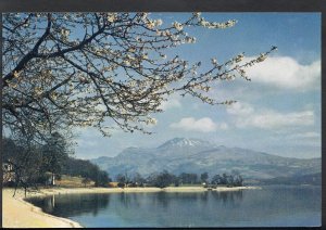 Scotland Postcard - Loch Lomond & Ben Lomond From Luss, Dunbartonshire  RR995