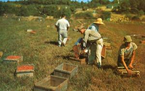MA - Cape Cod. Cranberry Picking