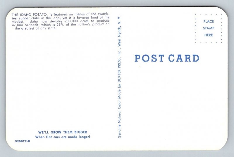 Exaggerated  Idaho  Potato    Postcard