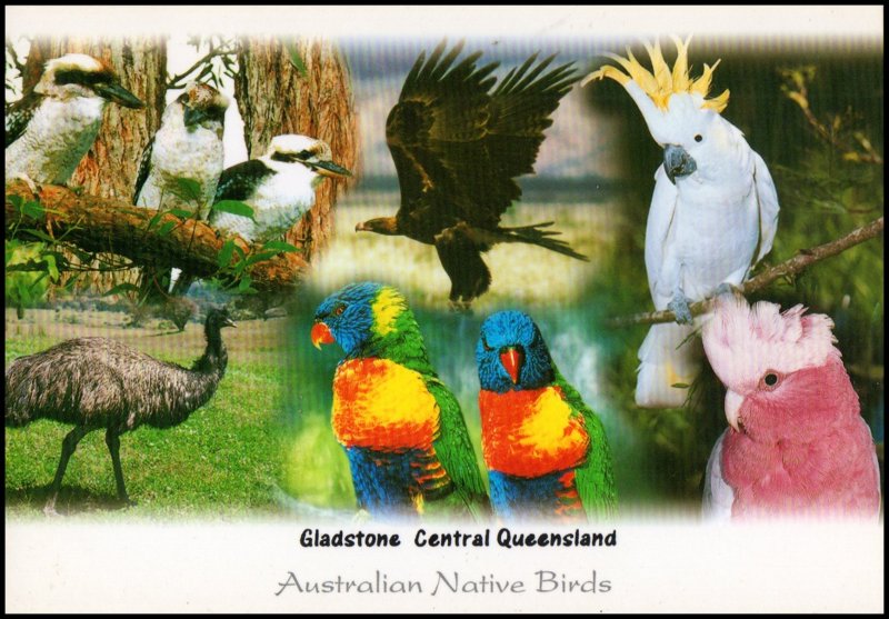 Australia Post card - Native Birds, unused