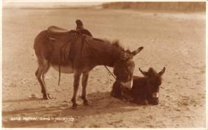 BR102433 donkey nothing doing judges 5233 real photo uk animal animaux