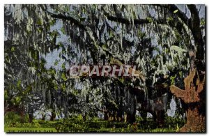 Postcard The Old pakenham & # 39s Oaks New Orleans
