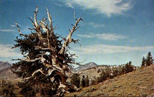 California Unyo National Forest Bristlecone National Monument