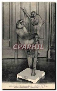 Old Postcard Paris Garden plants Gallery monkeys