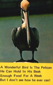 Vintage Postcard Pelican Wonderful Bird Long Beak Bird in Florida