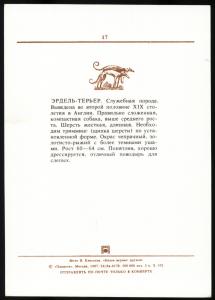 DOG Airedale Vintage Real Photo Soviet Postcard