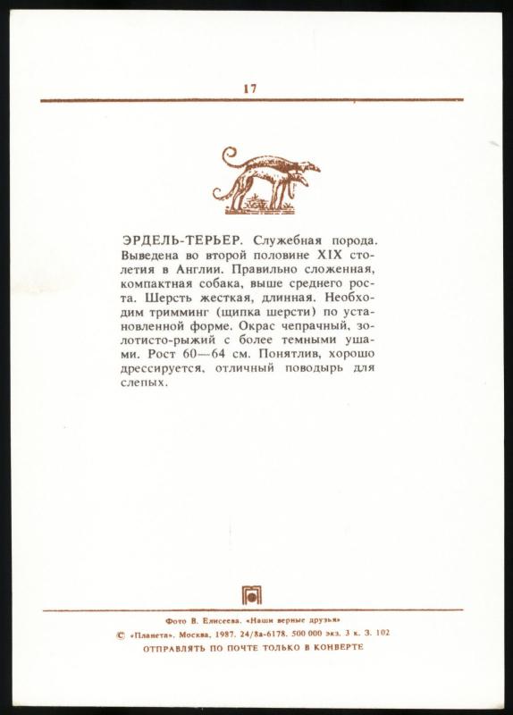 DOG Airedale Vintage Real Photo Soviet Postcard