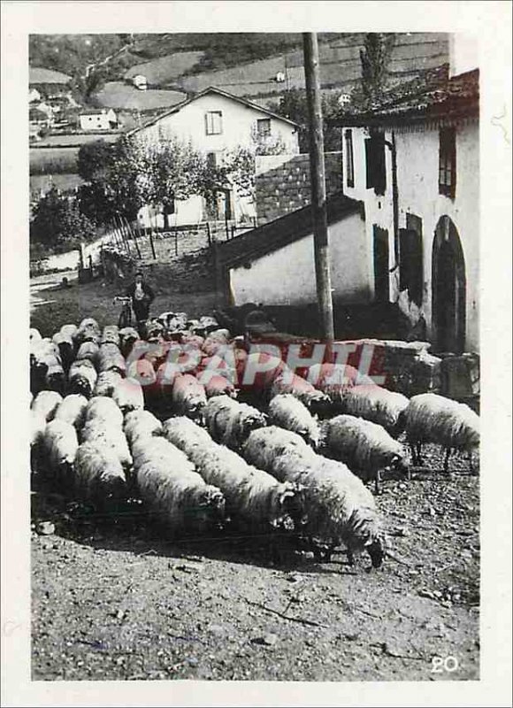 Modern Postcard Hautes Pyrenees Sheep