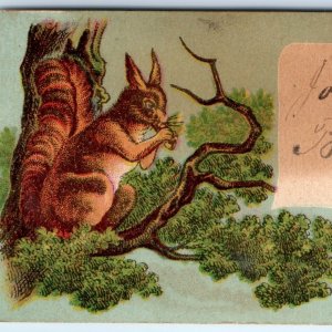 c1880s Adorable Long Eared Squirrel John Berlin Name Calling Card Trade Cute C49