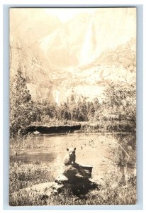 Vintage Yosemite Falls Valley Park Brown Bear Cub Real Photo RPPC Postcard P141