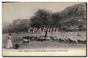 Old Postcard Chain La Sainte Baume and the Plateau Plan Aups Female Sheep