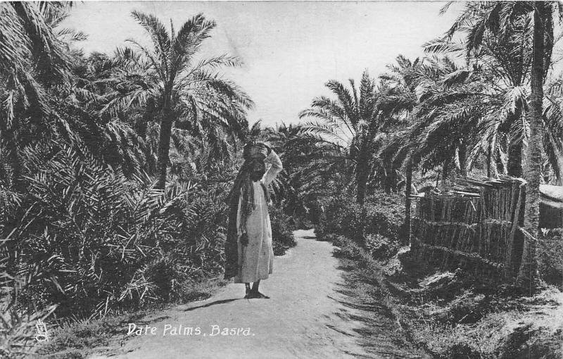 br104180 date palms  basra real photo iraq 