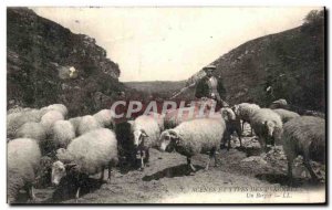 Old Postcard Scenes And Types Of Pyrenees A Shepherd Sheep