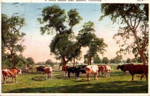 Cows A Dairy Ranch Near Madera California 1939