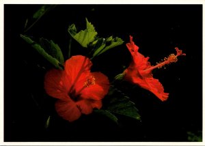 Hawaii State Flower The Hibiscus