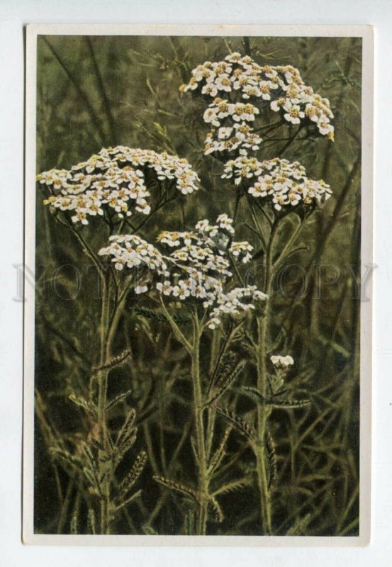 427982 Flower Achilea Millefolium Vintage Sammelwerk Tobacco Card w/ ADVERTISING