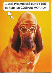 Comic dog. The first glasses  Modemn French  photo postcard 1970s
