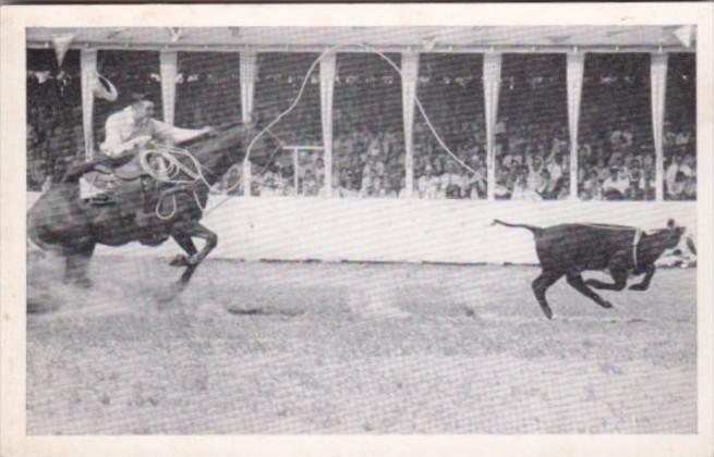 Calf Roping At Iowa's Championship Rodeo August 1941 Sidney Iowa