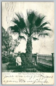 Typical Florida Palm Tree  Pensacola  Postcard  1907