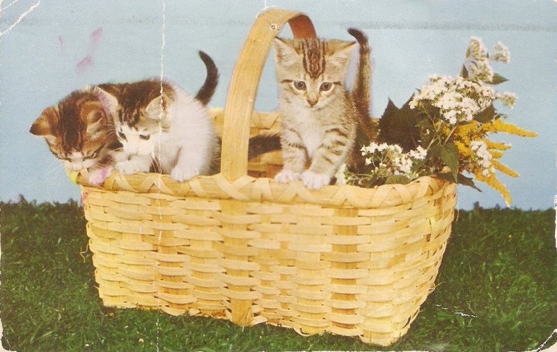 Three kittens in a basket  Nice vintage American postcard