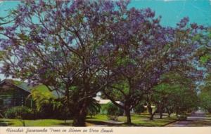 Florida Trees Jacaranda Tree In Bloom In Vero Beach