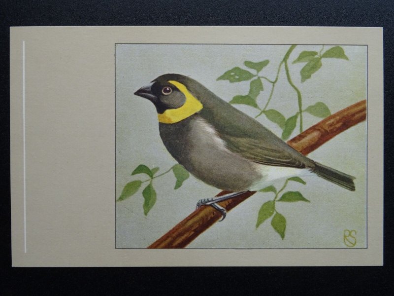 Bird Theme CUBAN FINCH c1950s Postcard by P. Sluis Series 2 No.22