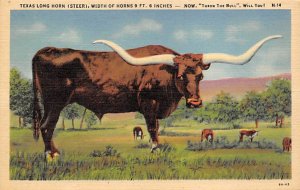 Texas Longhorn, Steer Longhorn Steer Bull Unused 