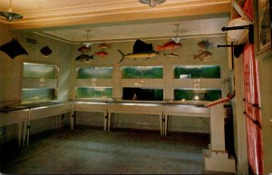 Fish Interior Of Marine Laboratory Rockport Texas 1960