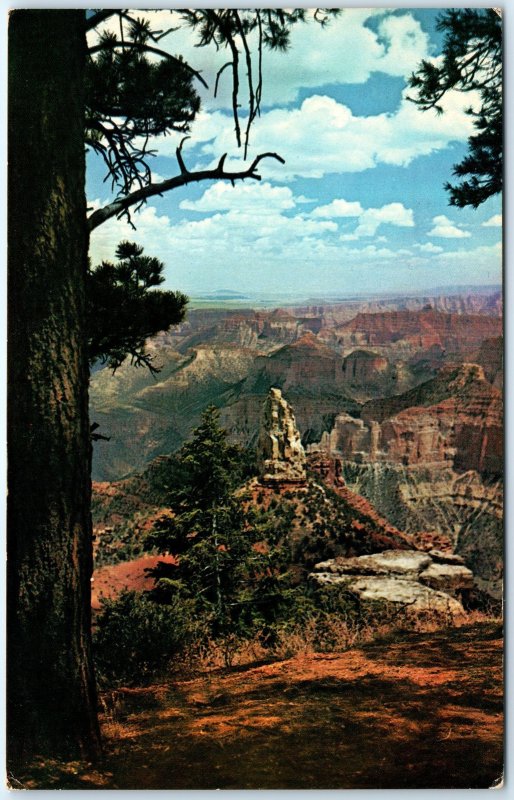 c1970s Grand Canyon AZ North Rim Pine Tree Sentinel Chrome PC Frank Proctor A297