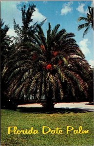 Florida Beautiful Date Palm