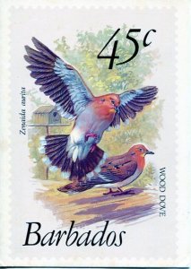 Barbados Wood Dove Stamp Picture  Postcard