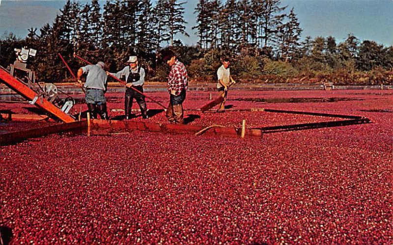 Cranberry Harvest Long Beach, Washington, USA Unused 