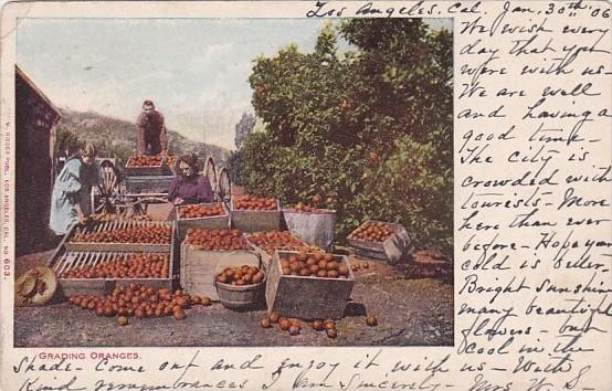 California Women Grading Oranges 1906