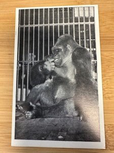 Bushman, Equatorial W. Africa, Lincoln Park Zoo, Chicago, 1930, Old Post Card