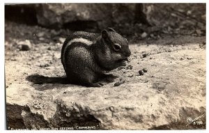 RPPC Sanborn Postcard A-780. Everyone has great fun feeding Chipmunks.