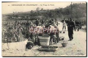 Old Postcard Folklore Harvest Vine Champagne grapes Sorting TOP