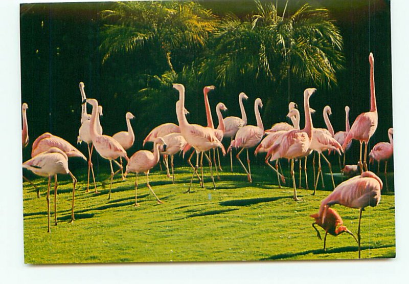 Buy Postcard Pink Flamingos San Diego Zoo CA